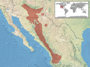 Elgaria kingii distribution.png