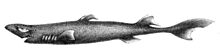 Etmopterus pusillus2