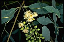Eucalyptus intertexta flowers