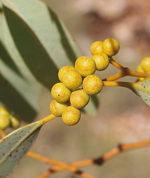 Eucalyptus leucophloia buds