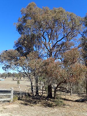 Eucalyptus nicholii habit.jpg