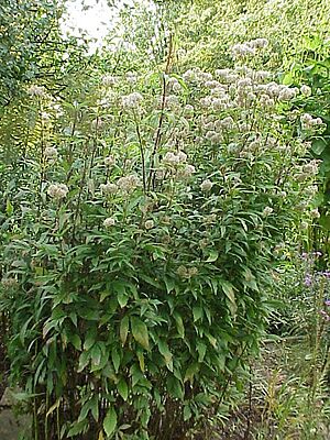 Eupatorium cannabinum3
