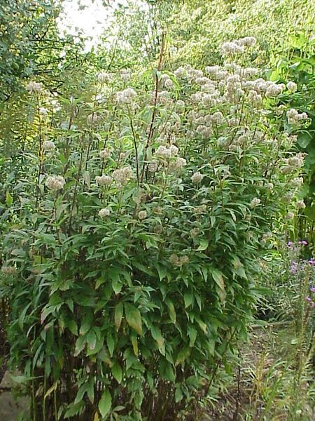 Eupatorium cannabinum3