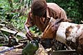 Extraction du vin de palme dans le village de Tayap
