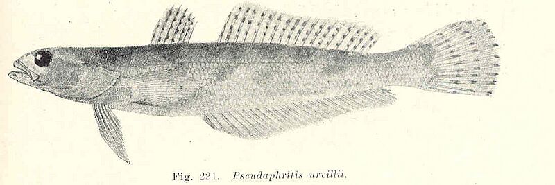 FMIB 45716 Pseudaphritis urvillii