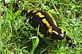 Feuersalamander portrait