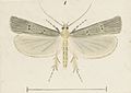 Fig 1 MA I437899 TePapa Plate-XXXVIII-The-butterflies full (cropped)