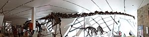 Full Barosaurus, Royal Ontario Museum