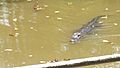 Gator in Lousiana bayou swim