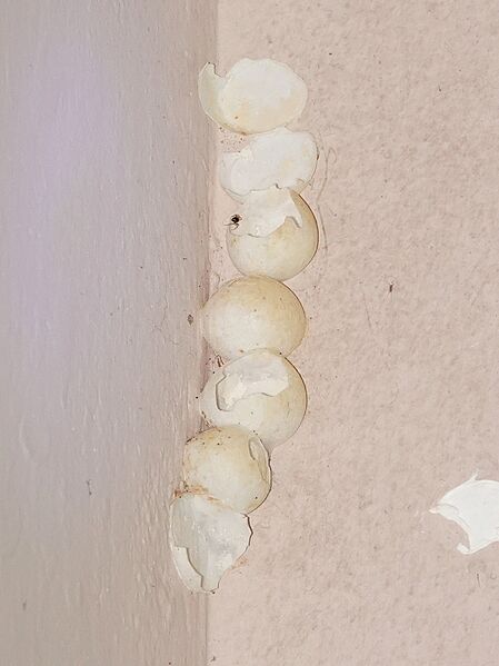 Gekko gecko 128775738