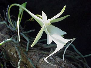Ghost Orchid2