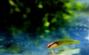 GreenBandedGoby.jpg