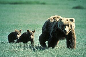 Grizzly Bear Family in Glacier National Park