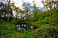 GrotonWood May2010