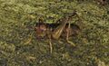 Hemiandrus pallitarsis 111