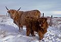 Highland cattle in the Saskatchewan winter