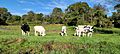 Holstein Friesian cattle in White Creek NY 20210925 092549