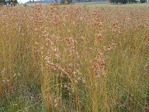 Kangaroo grass field (3215313816)