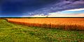 Kansas Summer Wheat and Storm Panorama