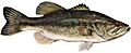 Largemouth bass - DPLA - (white background)
