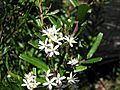 Leionema bilobum subsp. serrulatum