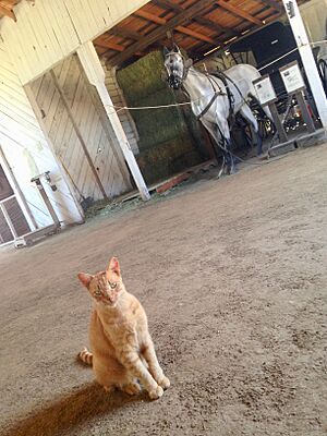 Leonis barn
