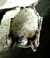Little Brown Bat with White Nose Syndrome (Greeley Mine, cropped)
