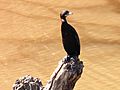 Little cormorant near Panchkula, India