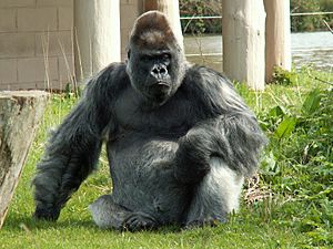 Longleat - Nico the gorilla.jpg