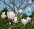 Magnificent Magnolia at Pine Lodge - geograph.org.uk - 1240162