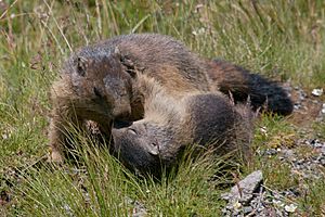 Marmota marmota Glockner 2009 02