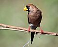 Masked Finch 7355-2