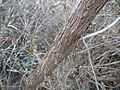Melaleuca laxiflora (bark)