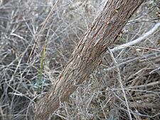 Melaleuca laxiflora (bark)