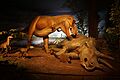 Milwaukee Public Museum May 2023 19 (Third Planet--Hell Creek of Eastern Montana, 66 million years ago--Tyrannosaurus rex, Dromaeosaurus, Triceratops, and Struthiomimus)