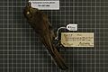 Naturalis Biodiversity Center - RMNH.AVES.130044 1 - Pachycephala inornata gilbertii Gould, 1844 - Pachycephalidae - bird skin specimen