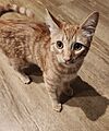 Orange tabby kitten