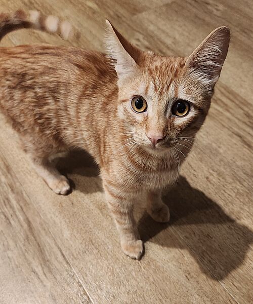 Orange tabby kitten