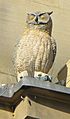 Owl on Old GPO Leeds City Square 10 October 2018