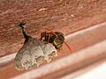 P humilis nest