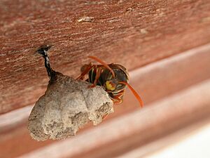 P humilis nest