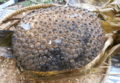 Pandanus julianettii fruit cluster