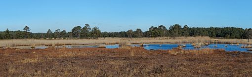 Panorama of Thursley Common, looking over the bog pools