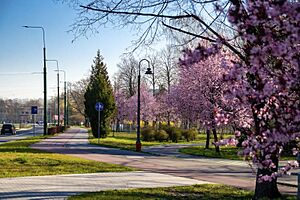 Park Sielecki, Sosnowiec, 3 Maja street
