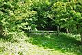 Path into Coombe Plantation - geograph.org.uk - 2045237