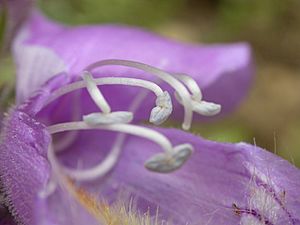 Penstemon eriantherus (3625596115).jpg