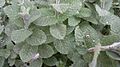 Peppermint plant