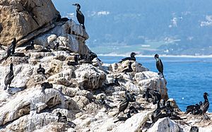 Phalacrocorax penicillatus (Brandt's Cormorant) colony, Point Lobos - Diliff