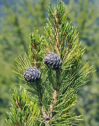 Pinus cembra cones in Gröden crop