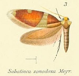 Pl.1-03-Sabatinca zonodoxa = Zealandopterix zonodoxa (Meyrick, 1888).JPG